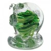 Glass Colours: Green